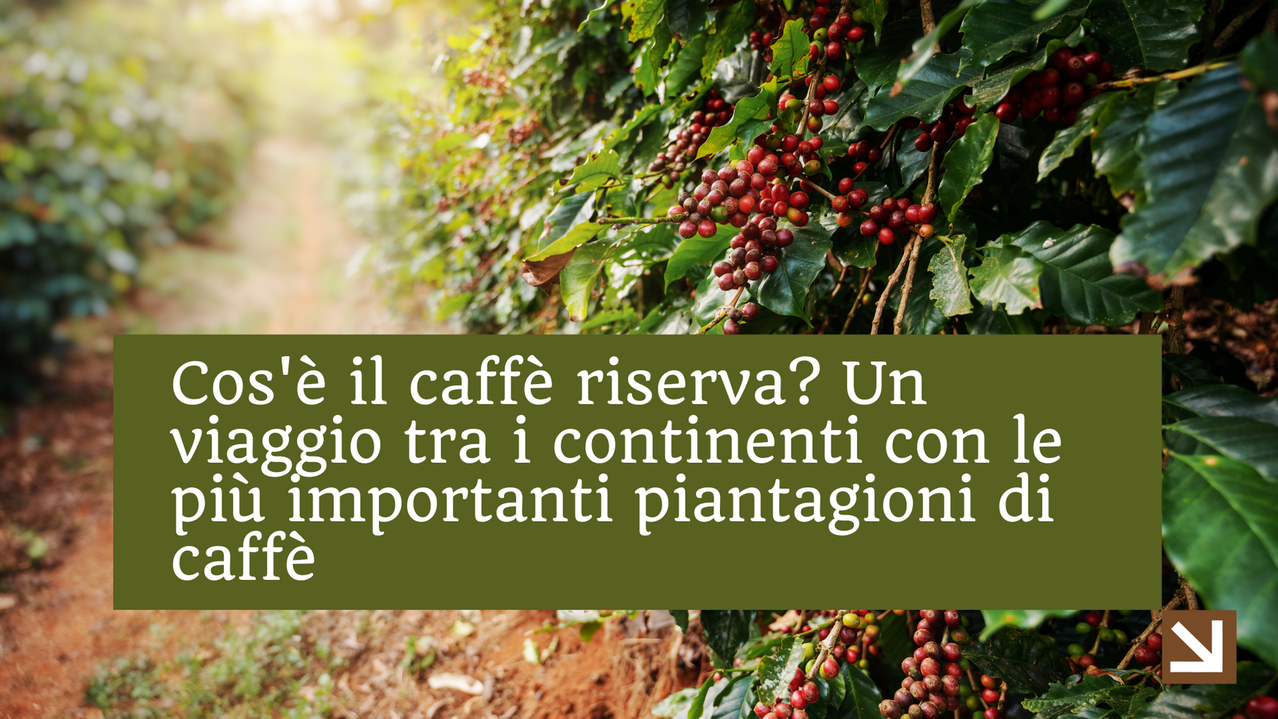 Cos'è il caffè riserva? Un viaggio tra i continenti con le più importanti piantagioni di caffè